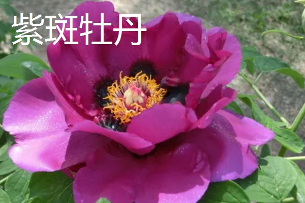 牡丹的花语，秋牡丹寓意生命、期待等