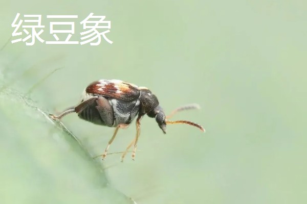 绿豆的种植方法，播种方法以直播为主