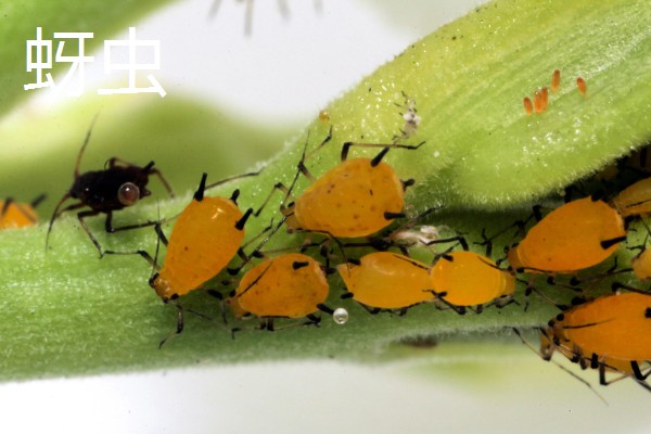 绿豆的种植方法，播种方法以直播为主