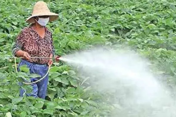 绿豆的种植方法，播种方法以直播为主