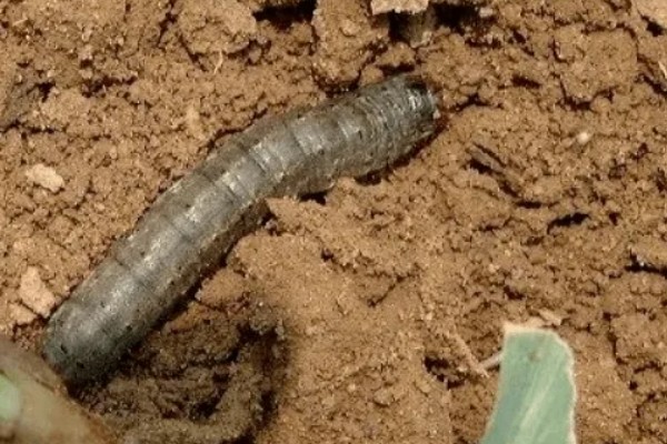 绿豆的种植方法，播种方法以直播为主