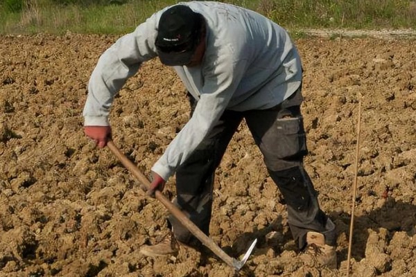 绿豆的种植方法，播种方法以直播为主