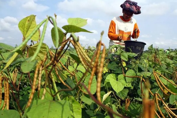 绿豆的种植方法，播种方法以直播为主