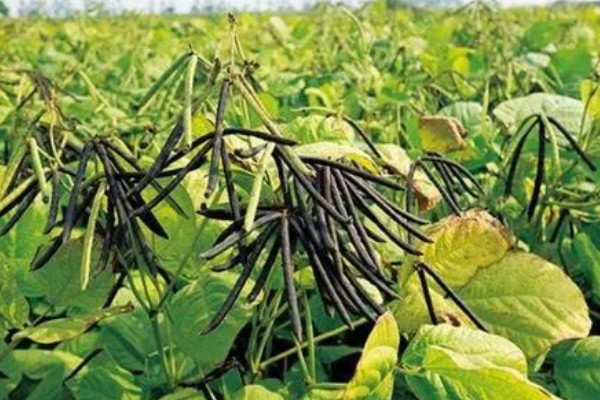 绿豆的种植方法，播种方法以直播为主
