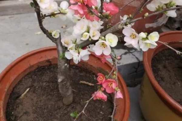 铁杆海棠花的养殖方法，养殖期间每周浇水一次即可