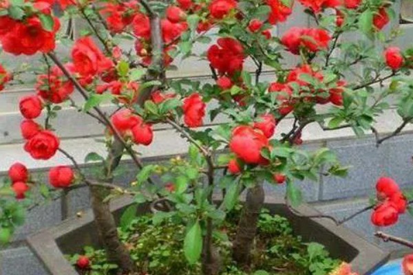 铁杆海棠花的养殖方法，养殖期间每周浇水一次即可