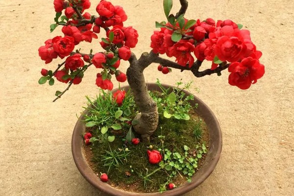铁杆海棠花的养殖方法，养殖期间每周浇水一次即可