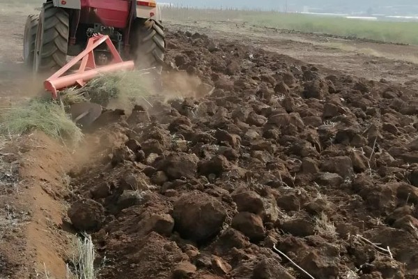 生姜选择什么底肥，可以选择有机肥、肥饼或者化肥