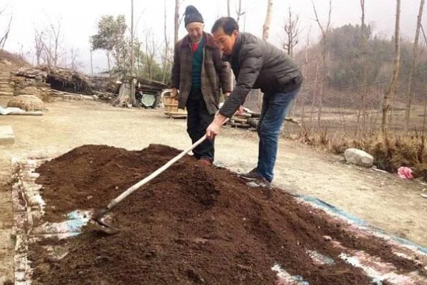 生姜选择什么底肥，可以选择有机肥、肥饼或者化肥