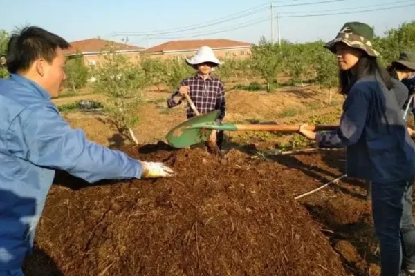 生姜选择什么底肥，可以选择有机肥、肥饼或者化肥