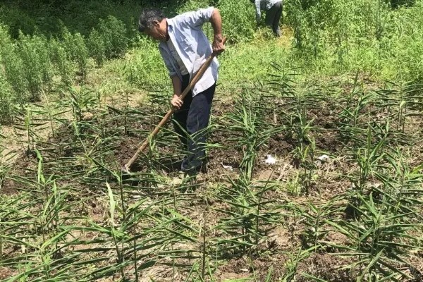生姜选择什么底肥，可以选择有机肥、肥饼或者化肥