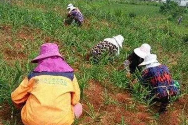 生姜选择什么底肥，可以选择有机肥、肥饼或者化肥
