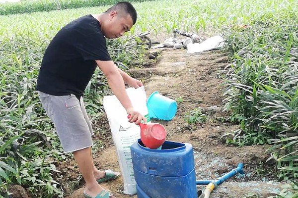 生姜选择什么底肥，可以选择有机肥、肥饼或者化肥