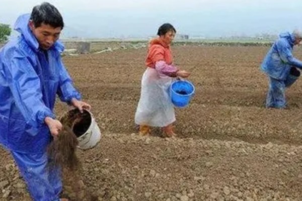 生姜选择什么底肥，可以选择有机肥、肥饼或者化肥