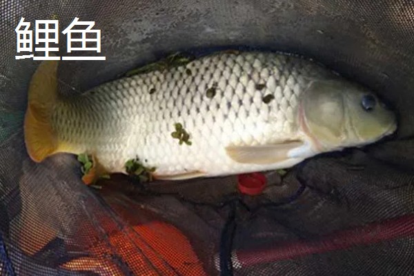 5.0号主线搭配几号浮漂，适合与3.0-5.0克浮漂一起使用