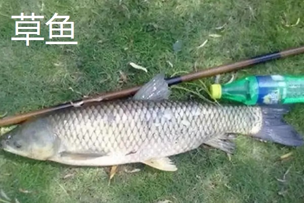 5.0号主线搭配几号浮漂，适合与3.0-5.0克浮漂一起使用