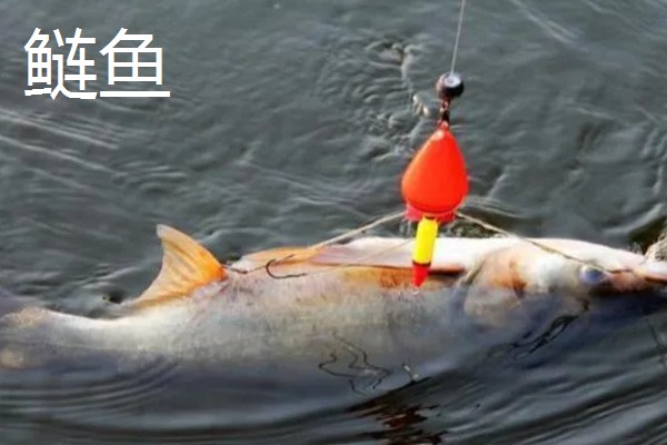 5.0号主线搭配几号浮漂，适合与3.0-5.0克浮漂一起使用