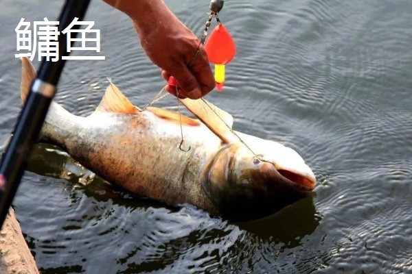 5.0号主线搭配几号浮漂，适合与3.0-5.0克浮漂一起使用