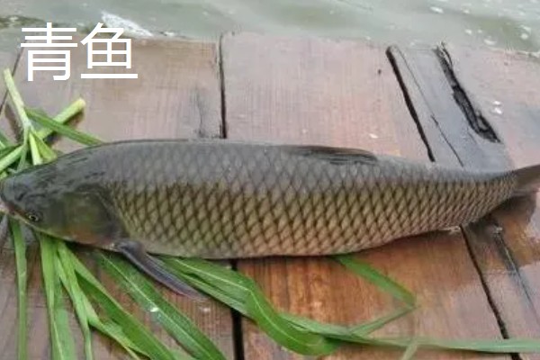 5.0号主线搭配几号浮漂，适合与3.0-5.0克浮漂一起使用