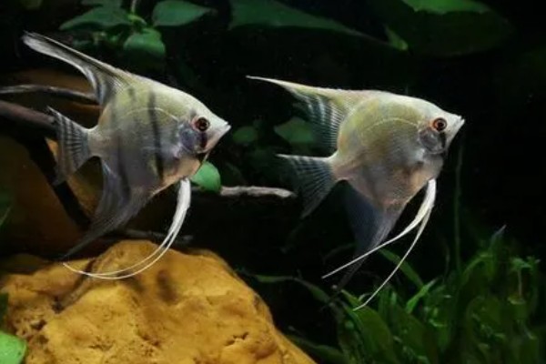 燕鱼的养殖方法，喜欢偏高一点的水温