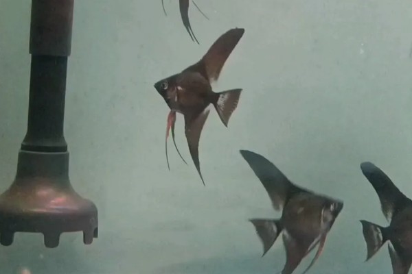 燕鱼的养殖方法，喜欢偏高一点的水温