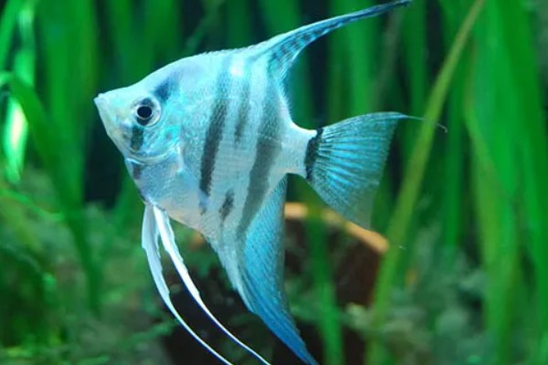 燕鱼的养殖方法，喜欢偏高一点的水温