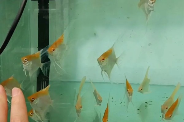 燕鱼的养殖方法，喜欢偏高一点的水温