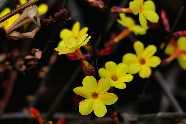 迎春花有哪些花语,代表顽强、相爱到永远等含义