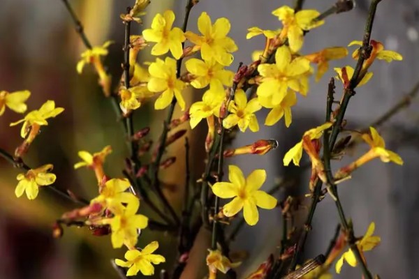 迎春花有哪些花语,代表顽强、相爱到永远等含义