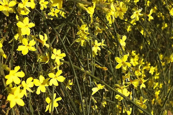 迎春花有哪些花语,代表顽强、相爱到永远等含义