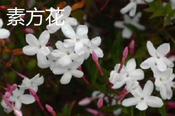 迎春花有哪些花语,代表顽强、相爱到永远等含义