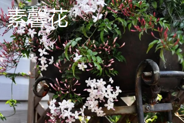 迎春花有哪些花语,代表顽强、相爱到永远等含义