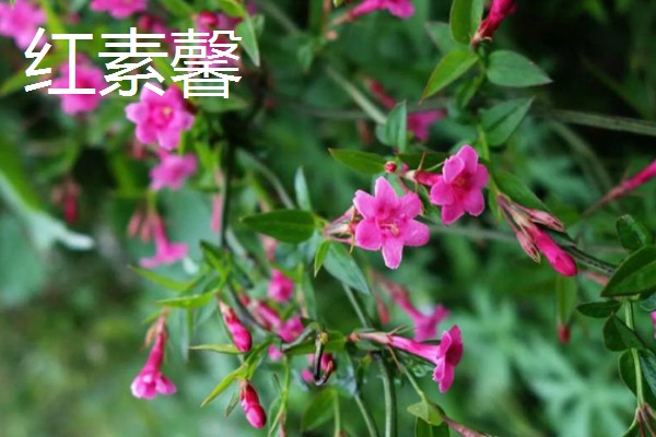 迎春花有哪些花语,代表顽强、相爱到永远等含义