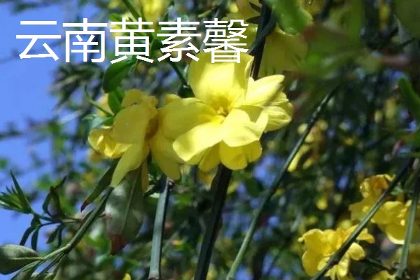 迎春花有哪些花语,代表顽强、相爱到永远等含义
