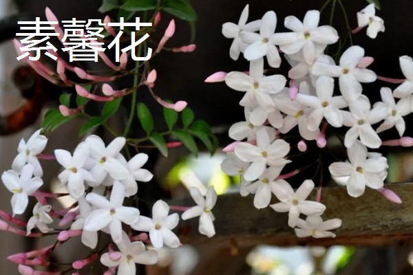 迎春花有哪些花语,代表顽强、相爱到永远等含义