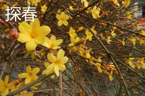 迎春花有哪些花语,代表顽强、相爱到永远等含义