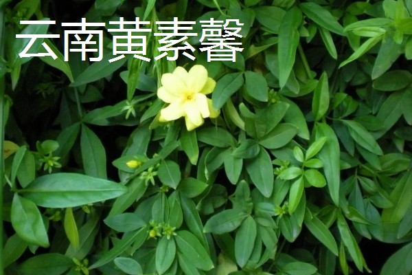 迎春花有哪些花语,代表顽强、相爱到永远等含义