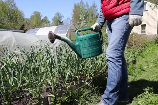 冬天可以种植大蒜吗，可以在室内或者大棚内种植
