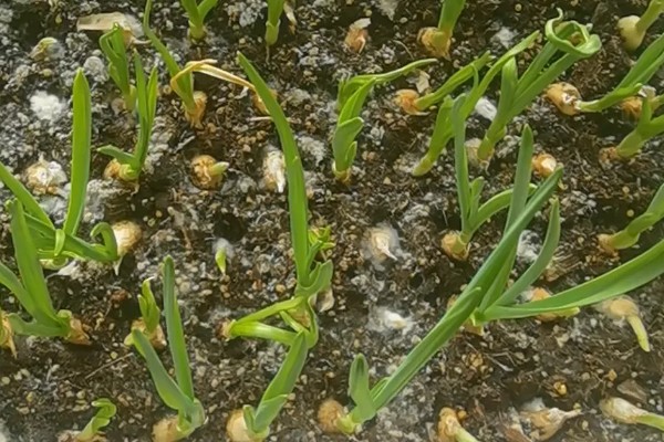 冬天可以种植大蒜吗，可以在室内或者大棚内种植