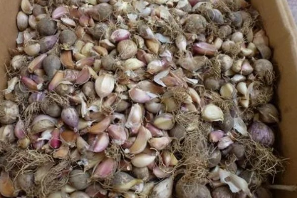 冬天可以种植大蒜吗，可以在室内或者大棚内种植