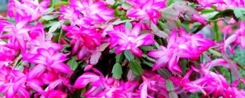 蟹爪兰掉花苞怎么处理，要及时的补水