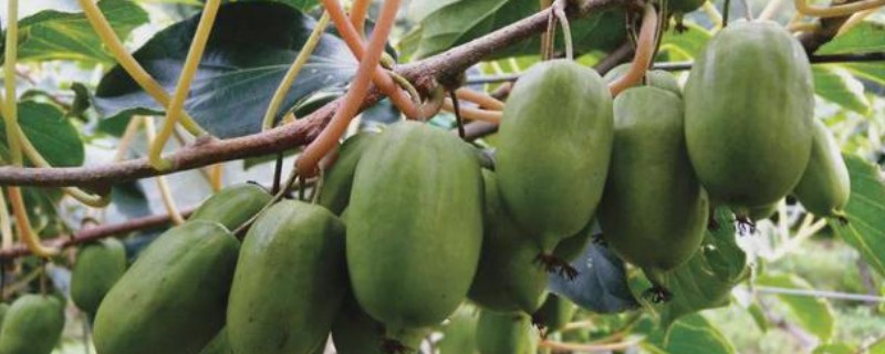 软枣猕猴桃几月份成熟，在8-9月左右成熟
