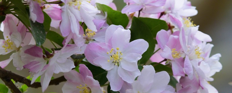 海棠花的花期在几月，是在3-5月份