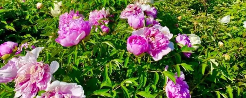 地栽牡丹要不要遮阴,主要根据光照强度来决定