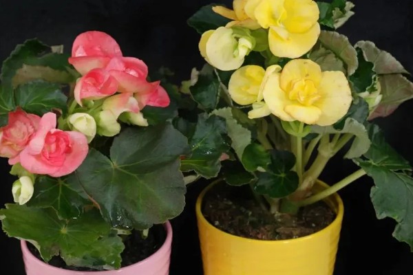 秋海棠能耐寒多少，可耐寒10℃