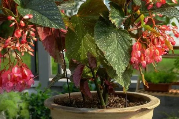 秋海棠能耐寒多少，可耐寒10℃