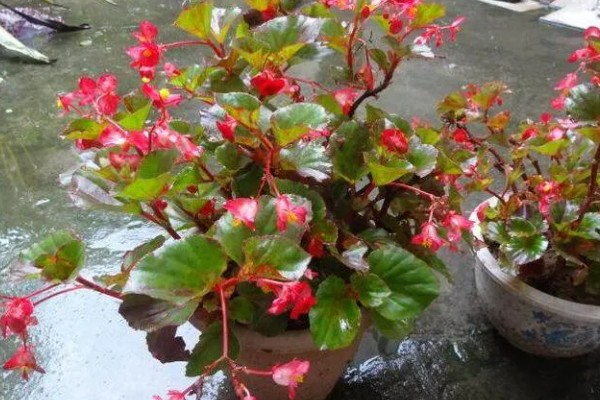 秋海棠能耐寒多少，可耐寒10℃