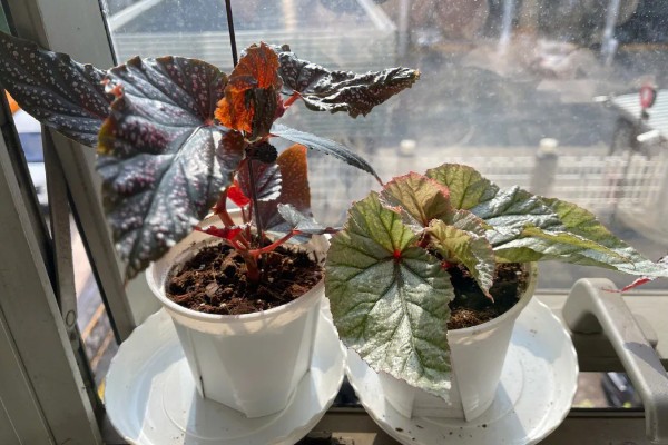 秋海棠能耐寒多少，可耐寒10℃