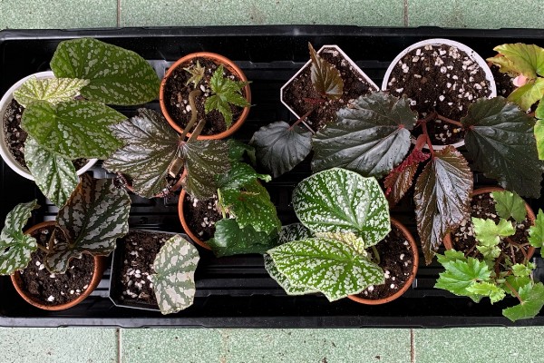 秋海棠能耐寒多少，可耐寒10℃