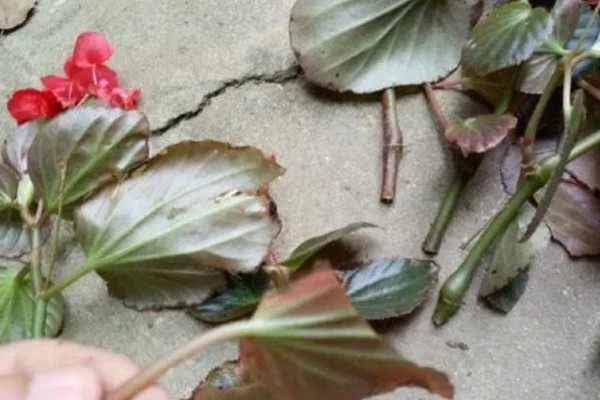 秋海棠能耐寒多少，可耐寒10℃